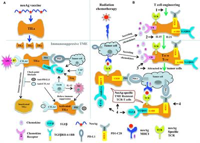 Emerging Strategies in TCR-Engineered T Cells